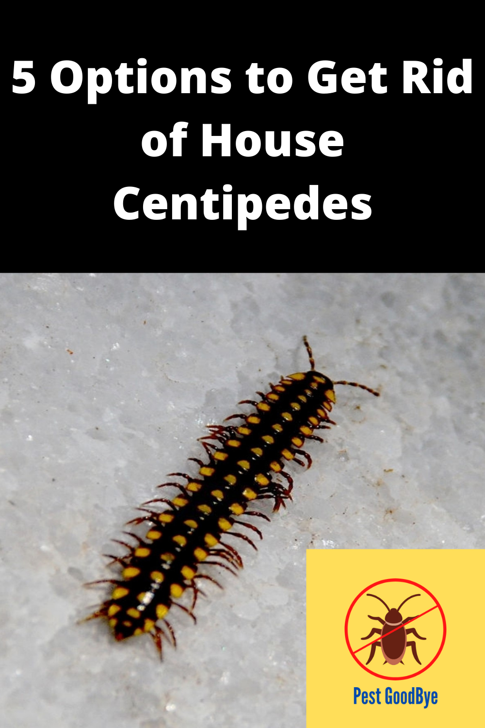 Get Rid Of House Centipedes - Pest GoodBye